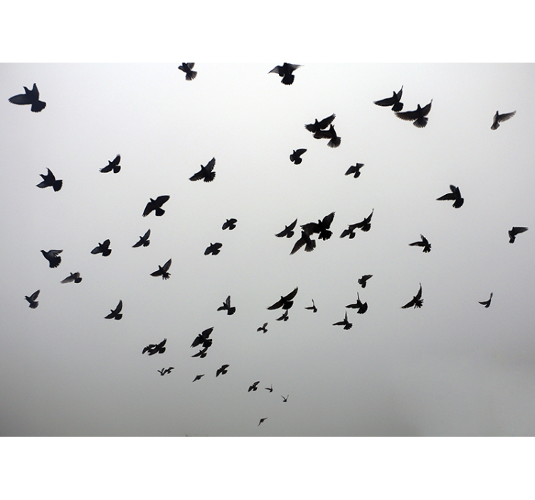Animal wall mural of soaring black birds - TenStickers
