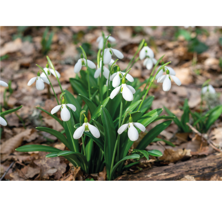 Flower mural snowdrop flower arrangement - TenStickers