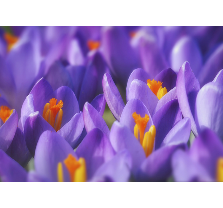 Wall mural purple crocus blooms - TenStickers