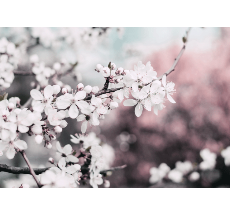 Flower mural sakura bloom branch design - TenStickers