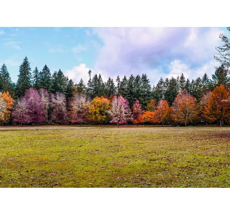 Nature wall mural colorful autumn forest - TenStickers
