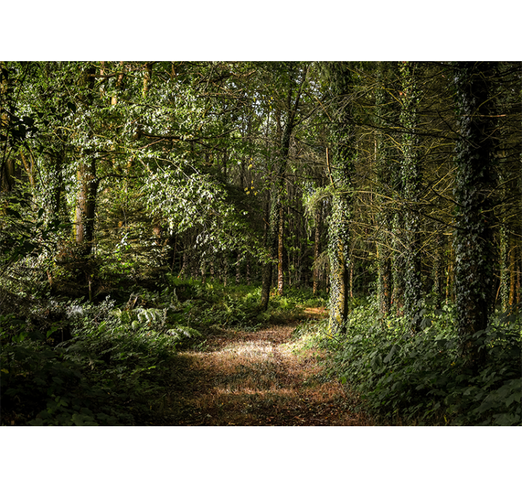 Forest wall mural lush forest pathway - TenStickers