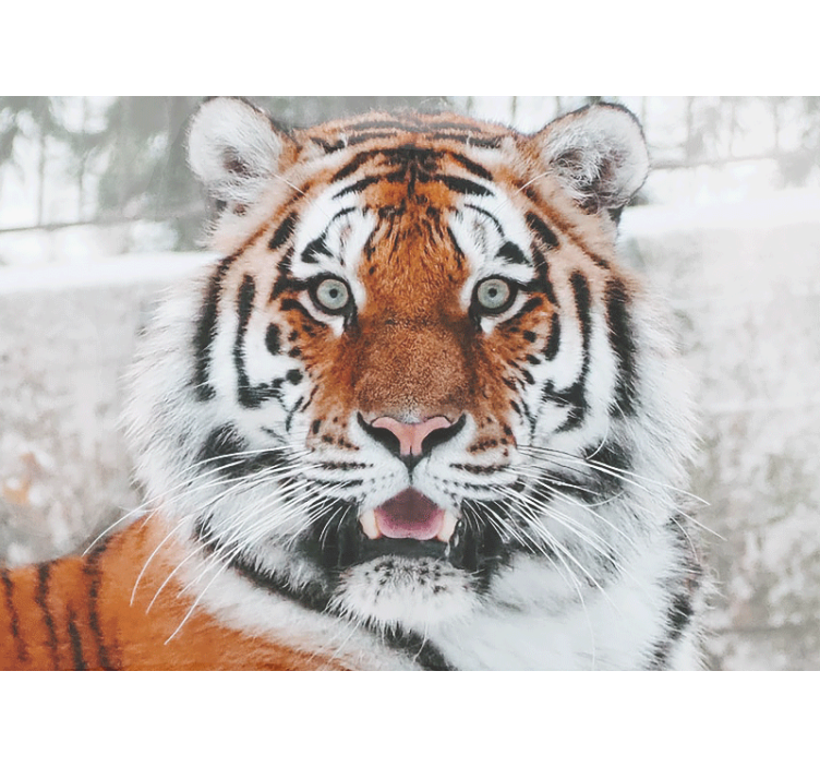 Dominant beautiful tiger wall mural - TenStickers