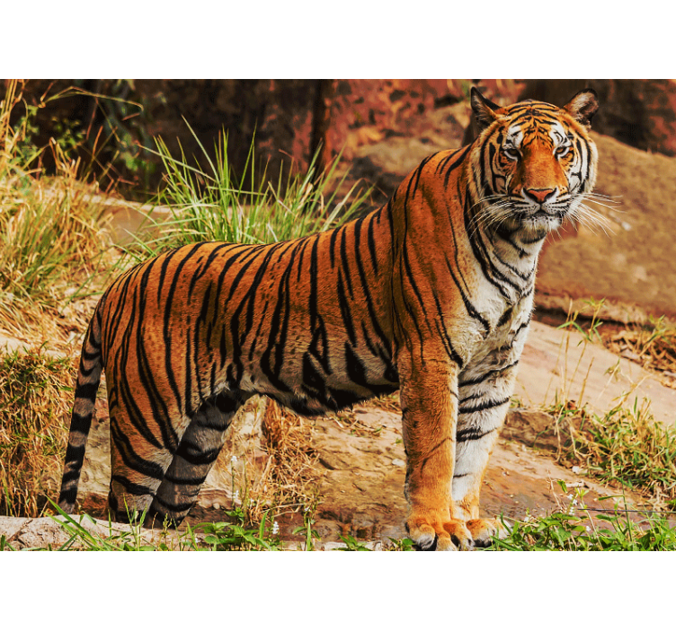 Animal wall mural majestic tiger presence - TenStickers