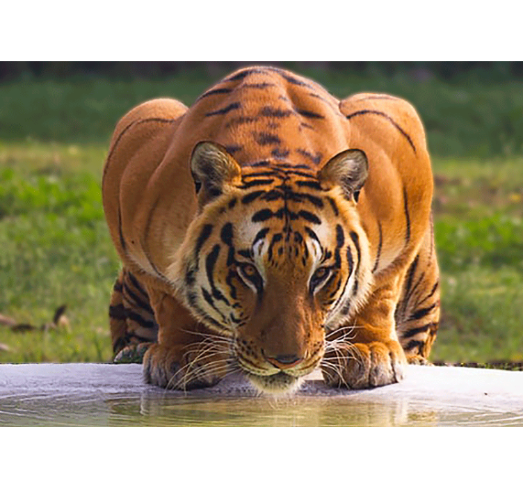 Animal wall mural regal tiger stance - TenStickers