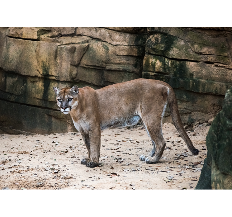 Animal wall mural cougar in habitat - TenStickers