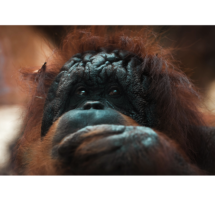 Funny orangutan close up wall mural - TenStickers