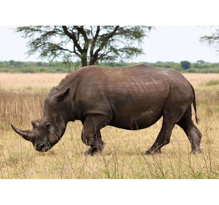 Animal wall mural rhino grazing in serengeti - TenStickers