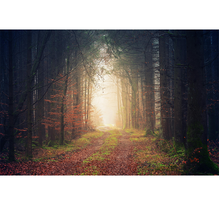 Autumn road Forest Wall Mural - TenStickers