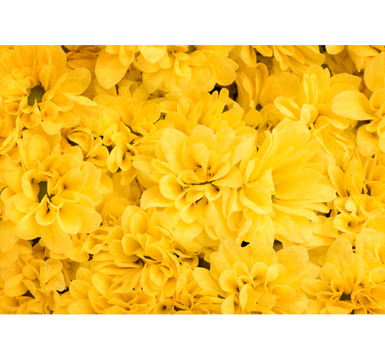 Flower petals Yellow wall mural - TenStickers