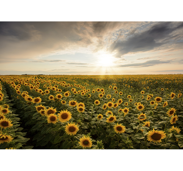 Endless field of blooming sunflowers wall mural - TenStickers