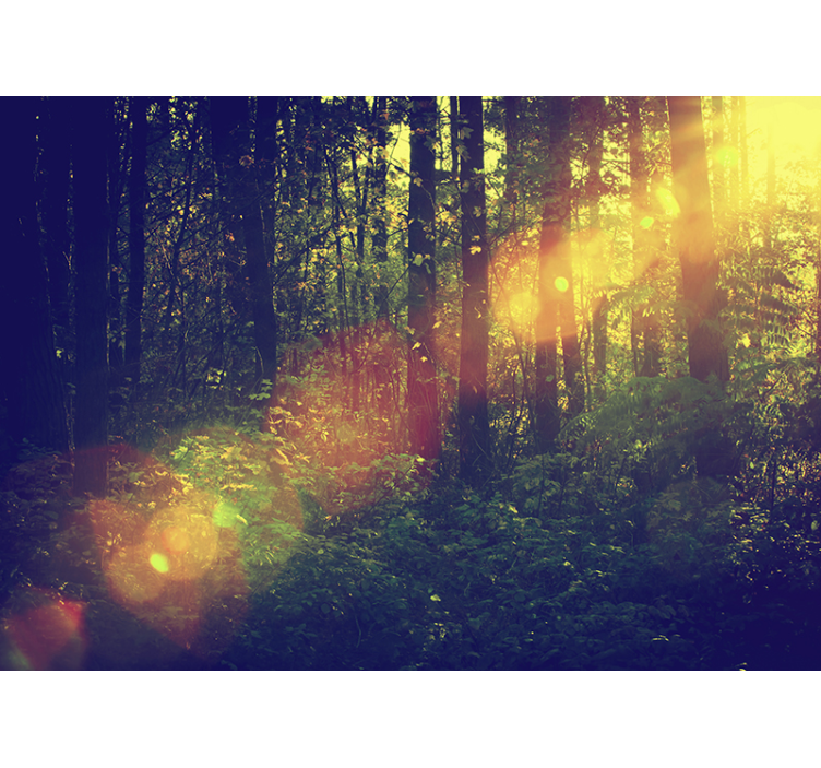 Nature wall mural sunlit forest depths - TenStickers