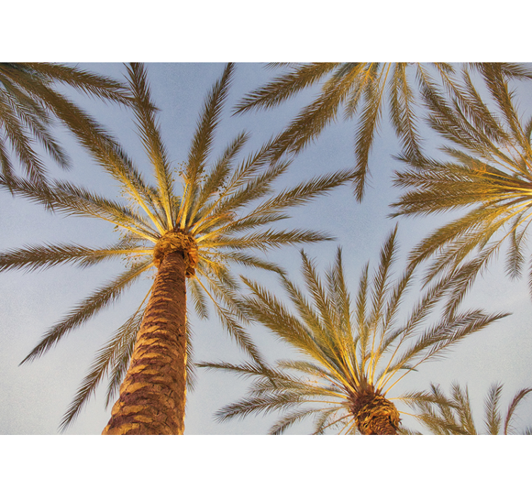 Palm tree and blue sky tree wall mural - TenStickers