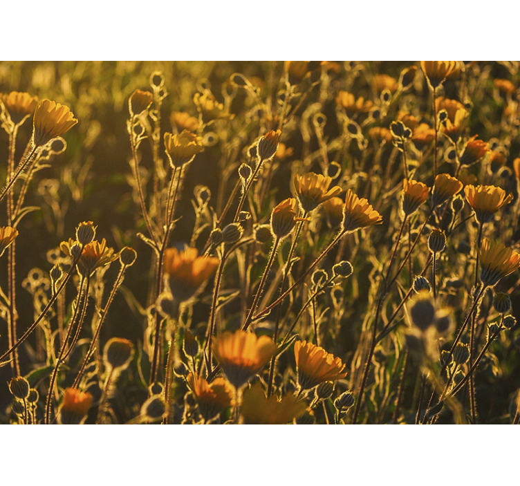 Golden Blooming Flora flower mural - TenStickers