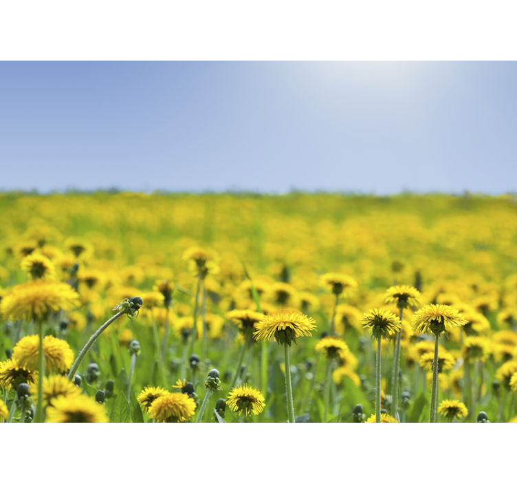 Yellow dandelion field Wall Mural - TenStickers