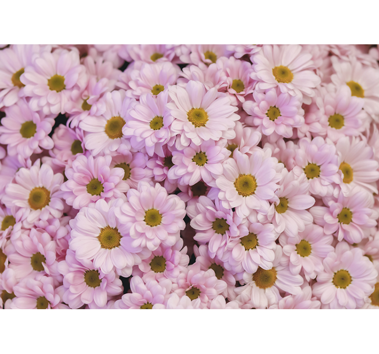 Flower mural pink daisy blooms - TenStickers