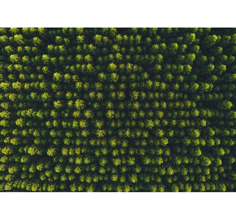 Nature wall mural lush greenery scene - TenStickers