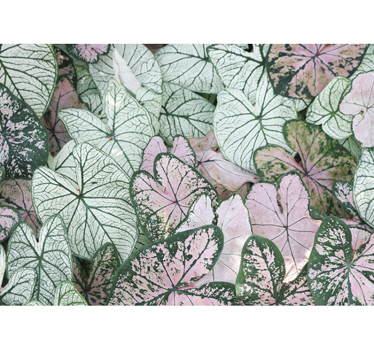 Nature wall mural leafy green patterns - TenStickers