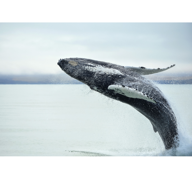 Humpback Whale animal wall mural - TenStickers