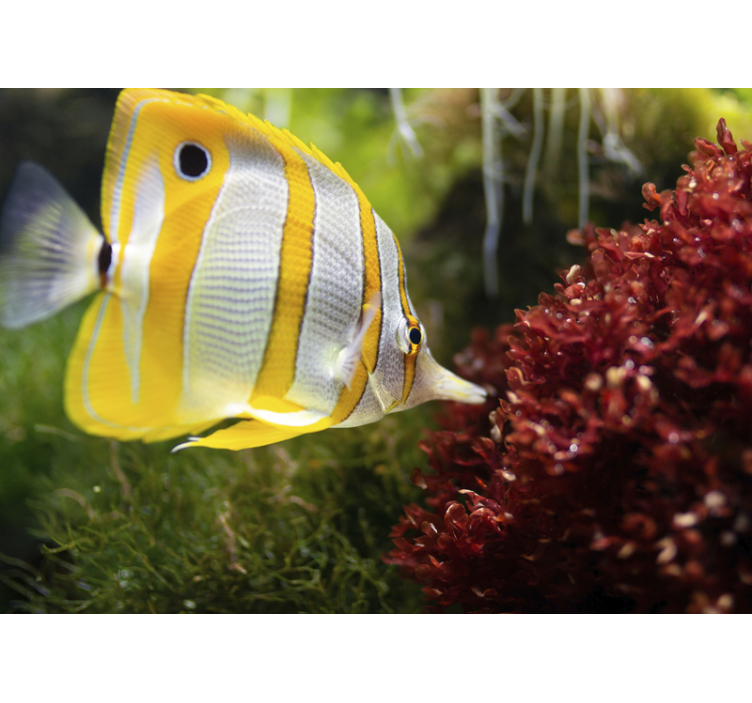 White and yellow fish animal wall mural - TenStickers