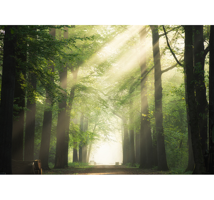 Nature wall mural sunlight through forest trees - TenStickers