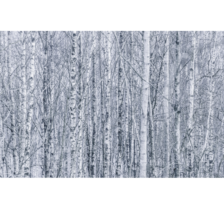 Forest wall mural birch grove wilderness - TenStickers