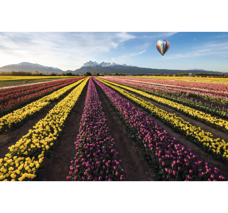 Colorful Tulip Fields flower mural - TenStickers