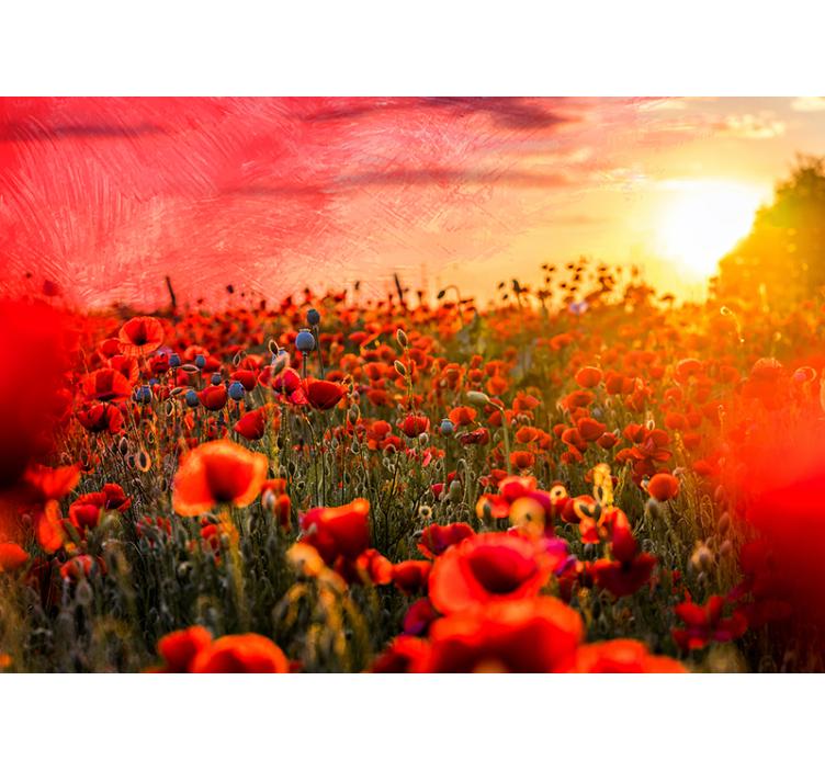 Poppy wall mural poppy field sunset - TenStickers