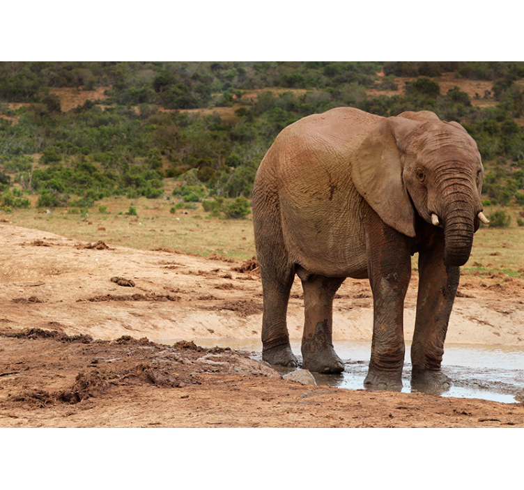 Elephant Encounter animal wall mural - TenStickers