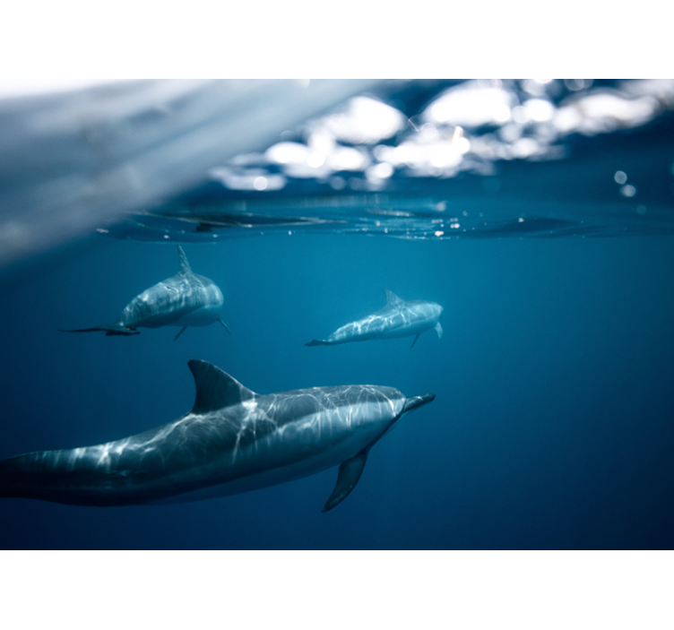 Swimming Dolphins Scene animal wall mural - TenStickers