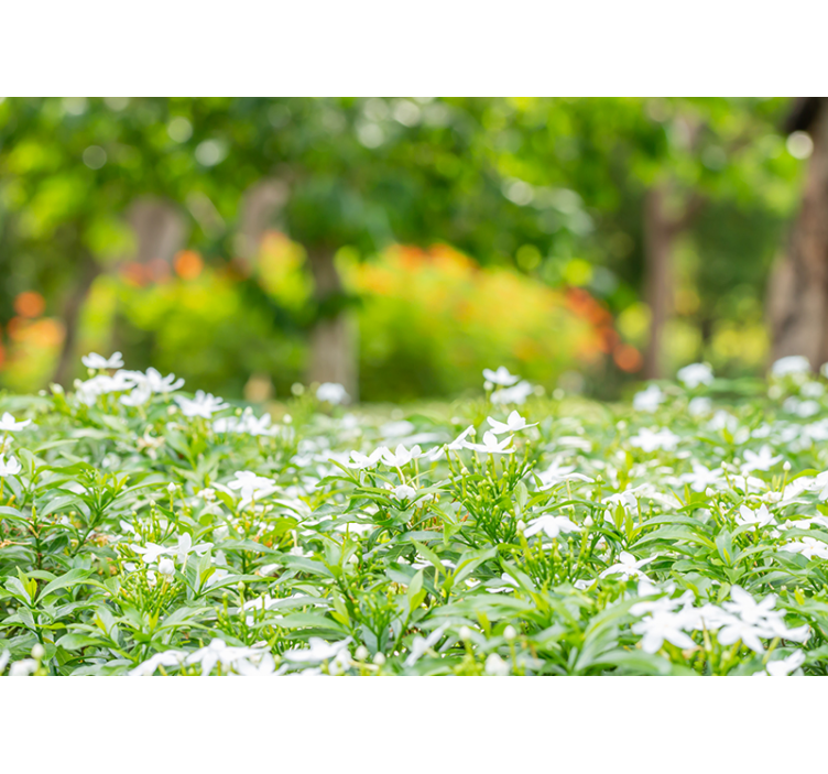 Flower mural lush white blooms - TenStickers