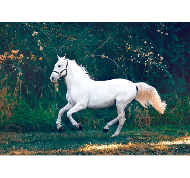 Regal White Equine animal wall mural - TenStickers