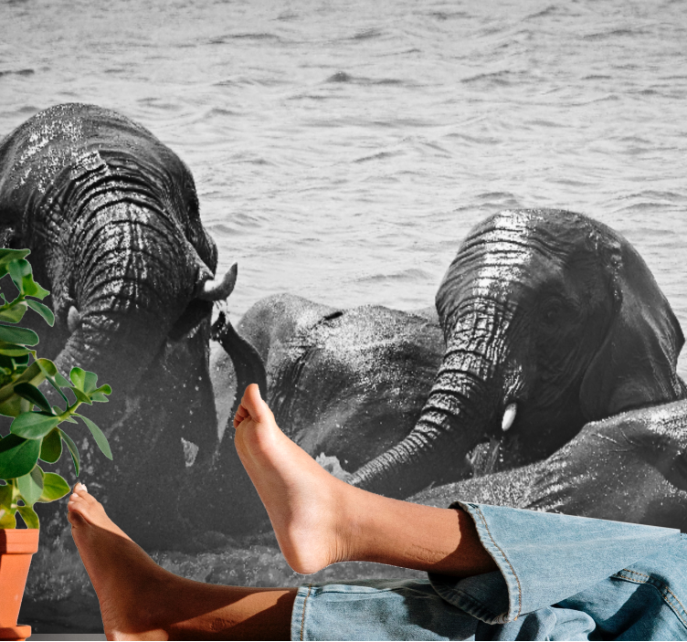 Animal wall mural elephants in water - TenStickers