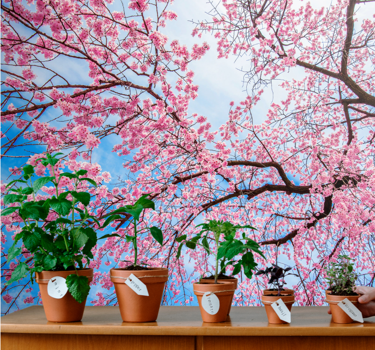 Flower mural blooming cherry blossoms design - TenStickers