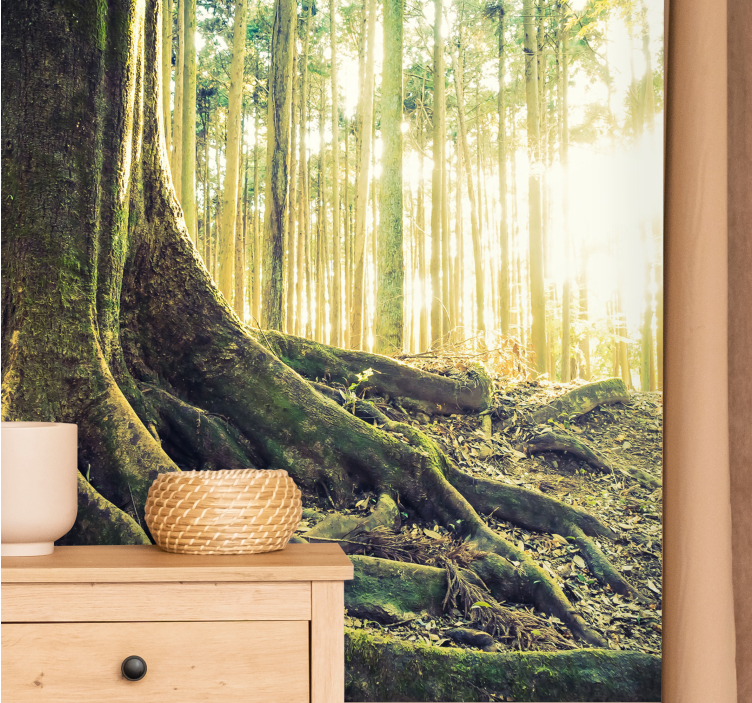 Forest wall mural sunlit tree roots - TenStickers