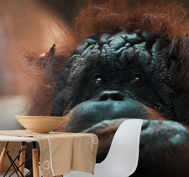 Funny orangutan close up wall mural - TenStickers