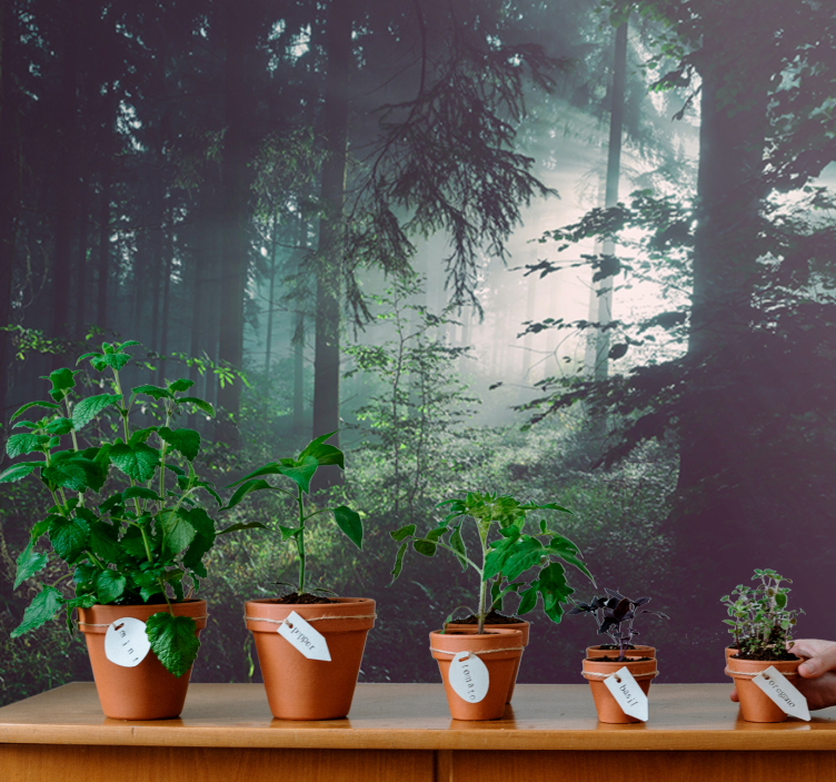 Nature wall mural verdant woodland scene - TenStickers