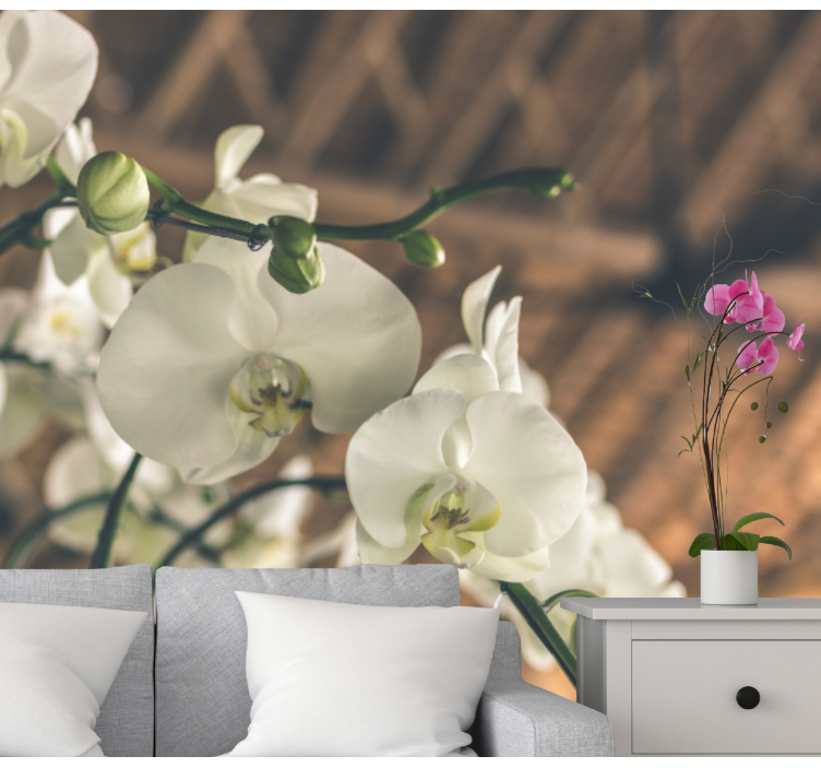 Orchid mural elegant orchid blossoms - TenStickers