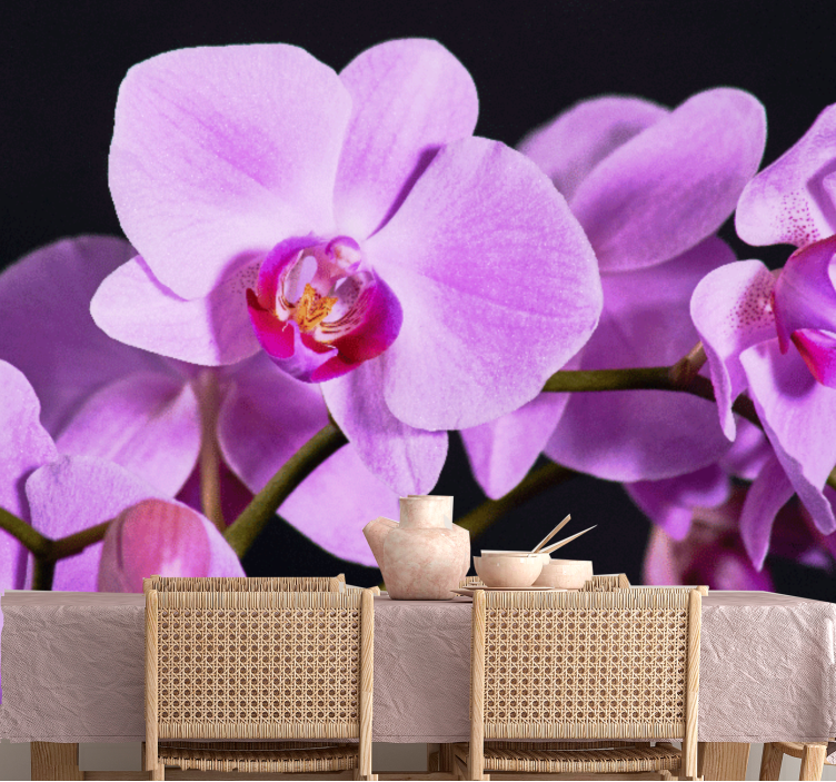Orchid mural of elegant orchid blossoms - TenStickers
