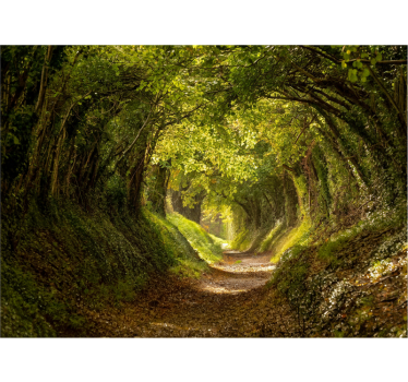 Forest wall mural immersive forest mural - TenStickers