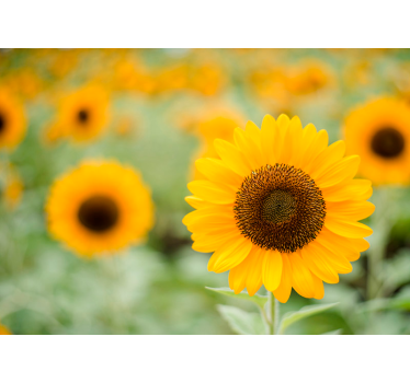 Zonnebloemveld muurschildering - TenStickers