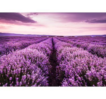Provence lavender mural wallpaper - TenStickers