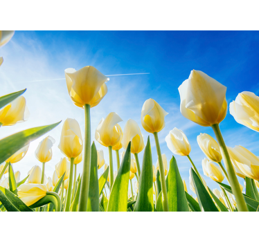White tulip landscape flower wall mural - TenStickers