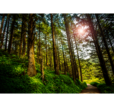 Sunny forest tree wall mural - TenStickers