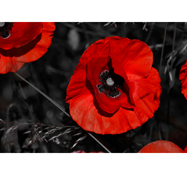 Blossom Poppy Flower Wallpaper Photo - TenStickers