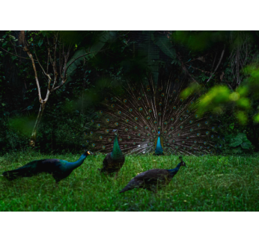 Animal wall mural peacock showing off feathers - TenStickers