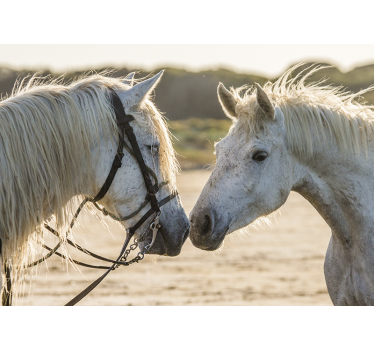 Two white horses mural wallpaper - TenStickers