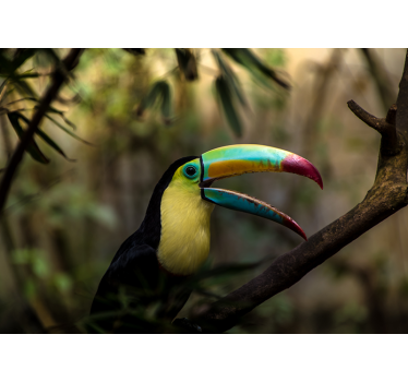 Tucan in jungle photo wall mural - TenStickers