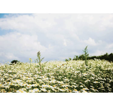 Peaceful meadow of daisies nature murals - TenStickers
