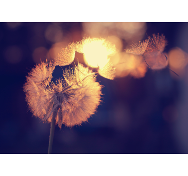 Dandelion design  dandelion mural - TenStickers